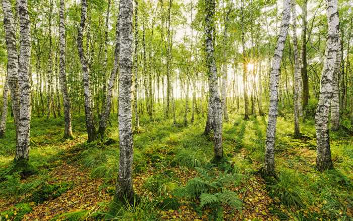Photo murale intissé impression numérique Birch Trees