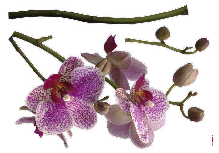 Sticker mural Orchidee