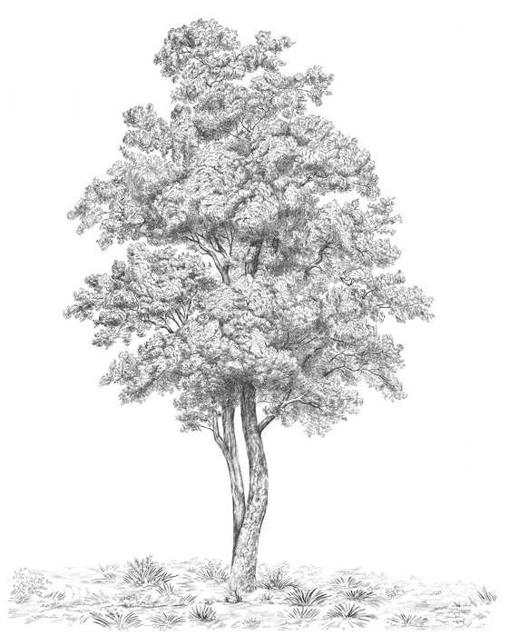 Intissé Standard Arbre