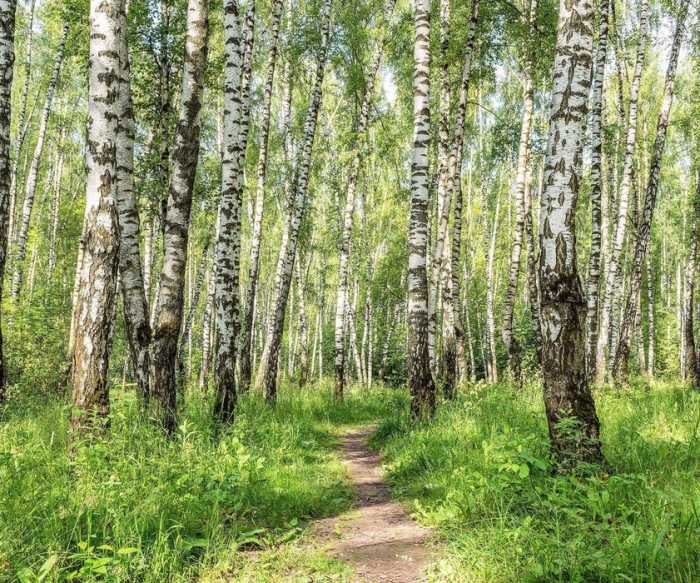 Intissé Standard Forêt de Bouleaux