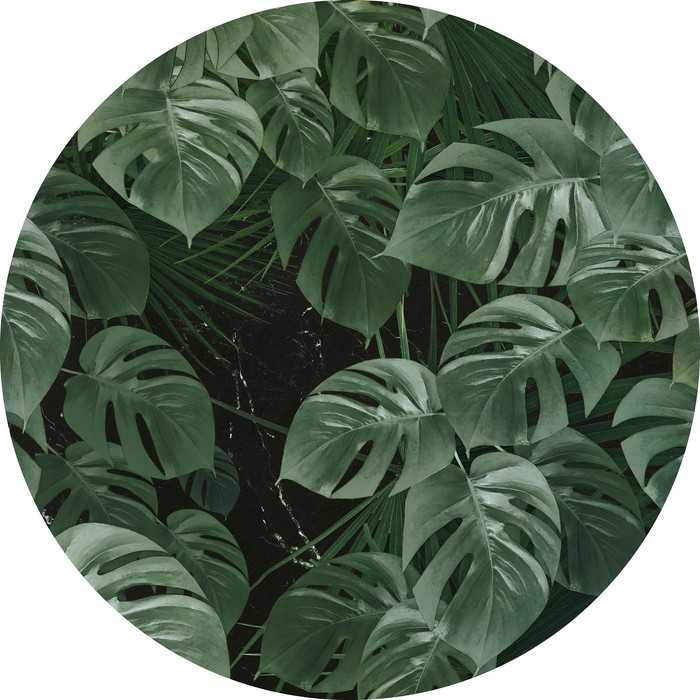 Murale ronde auto-adhésive intissée Novel Monstera
