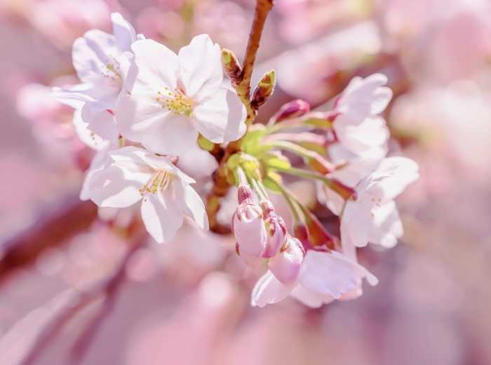 Intissé Pink Blossom