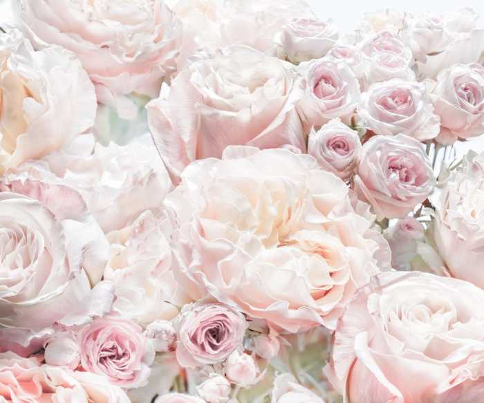 Intissé Standard Floral Pur