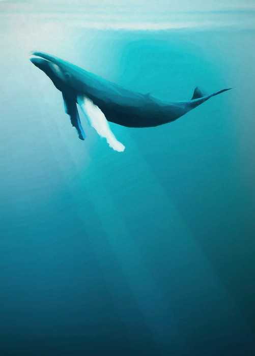 Intissé Standard Artsy Humpback Whale