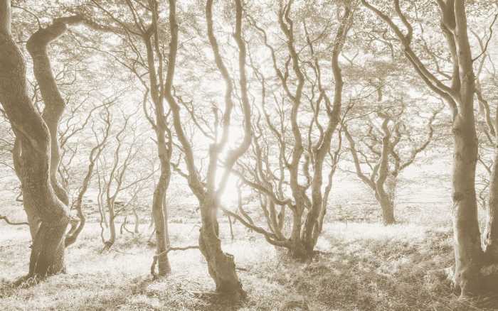 Intissé Premium Bleached Birch