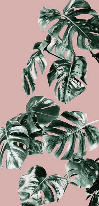 Intissé Premium Monstera Rosé