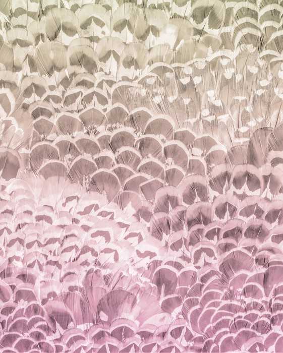 Intissé Premium Pale Feathers