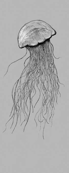 Intissé Premium Jellyfish
