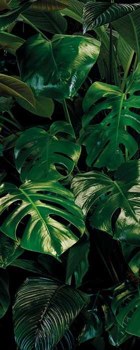 Intissé Premium Tropical Wall