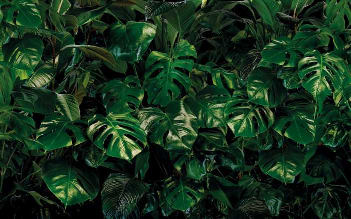 Intissé Premium Tropical Wall