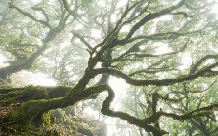 Intissé Premium The Forgotten Forest