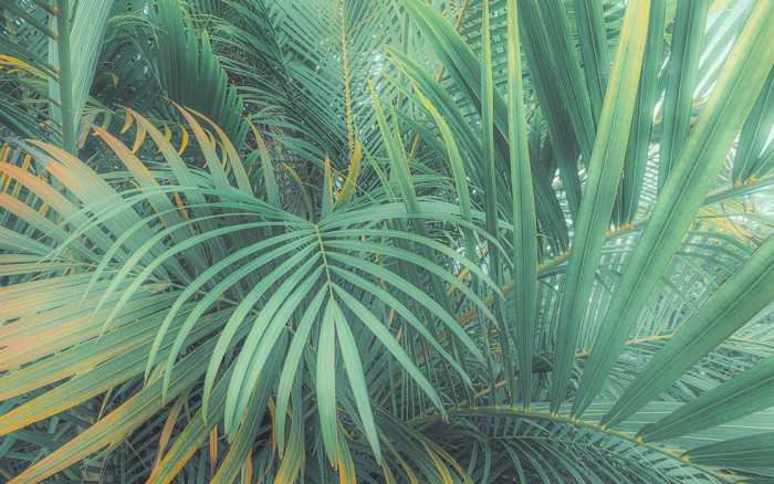 Intissé Premium Foggy Fern