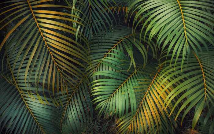 Intissé Premium Amazon Fern