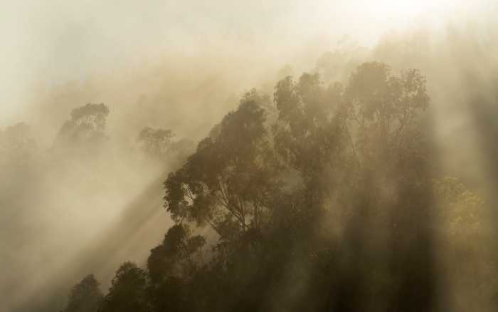 Intissé Premium Foggy Sunshine
