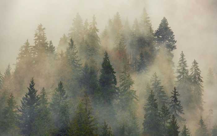 Intissé Premium Mystical Firs