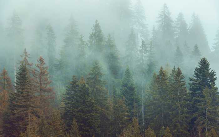 Intissé Premium Foggy Firs