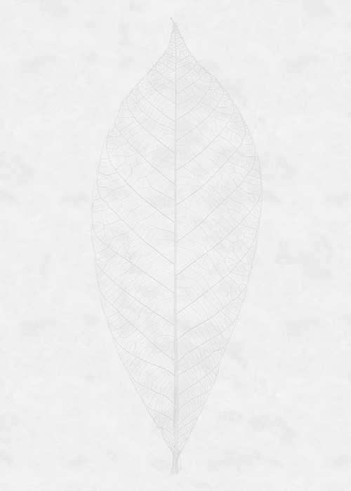 Intissé Premium Decent Leaf