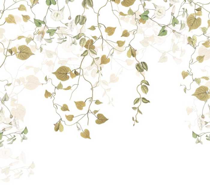 Intissé Premium Hedera