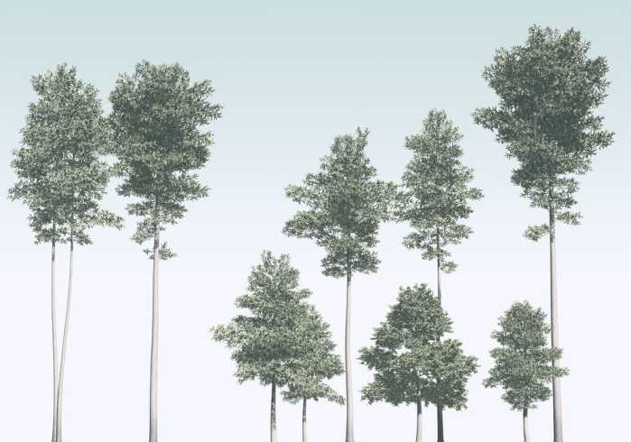 Intissé Premium Pines
