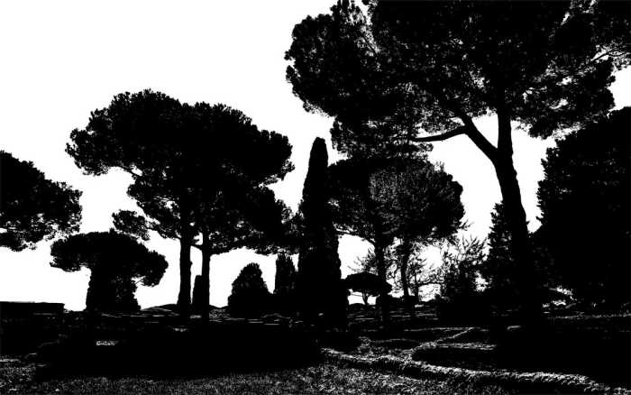 Intissé Premium Pine Trees black-white