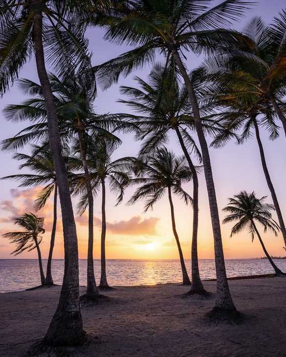 Intissé Premium Palmtrees on Beach