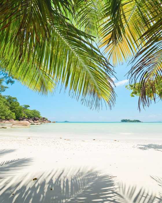 Intissé Premium Under The Palmtree