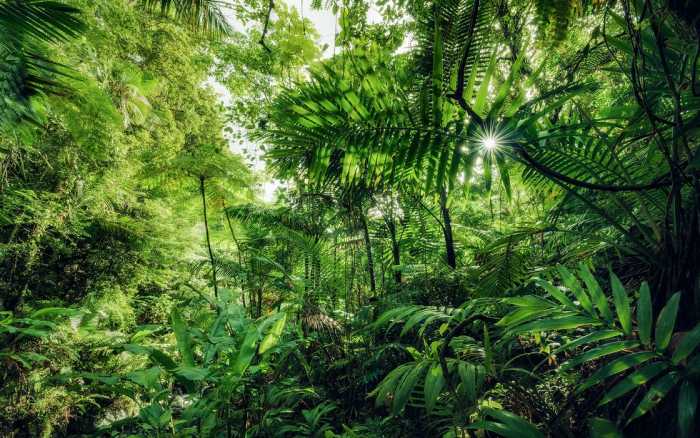 Intissé Premium Into the Jungle