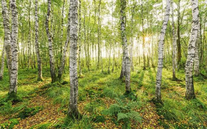 Intissé Premium Birch Trees