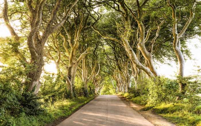 Intissé Premium Golden Hedges