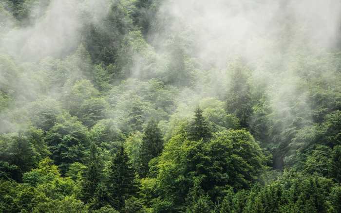 Intissé Premium Forest Land