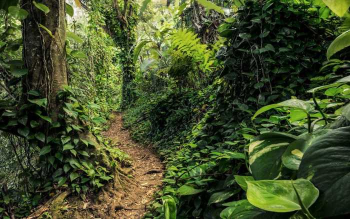 Intissé Premium Path of Dreams