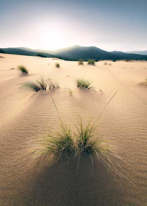 Intissé Standard Vivid Dunes
