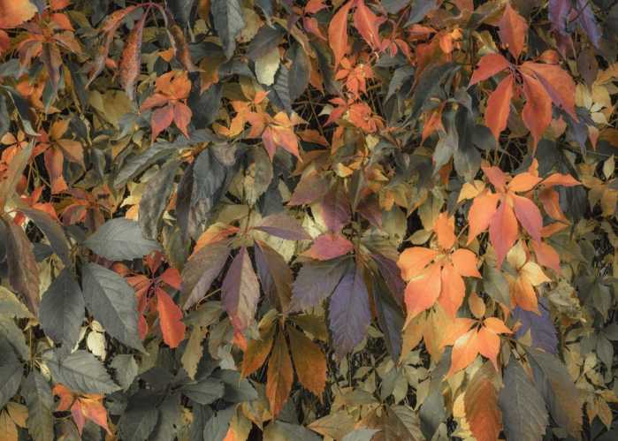 Intissé Standard Autumn Foliage II