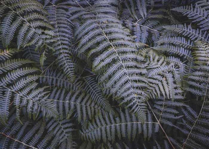 Intissé Standard Fern Canopy II