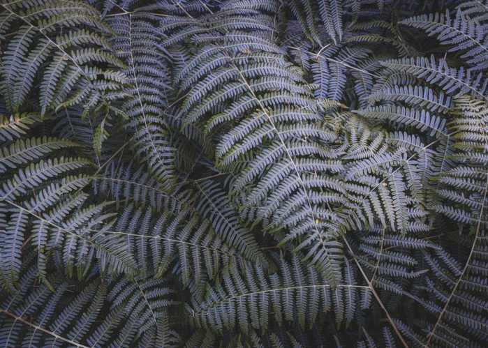 Intissé Standard Fern Canopy II