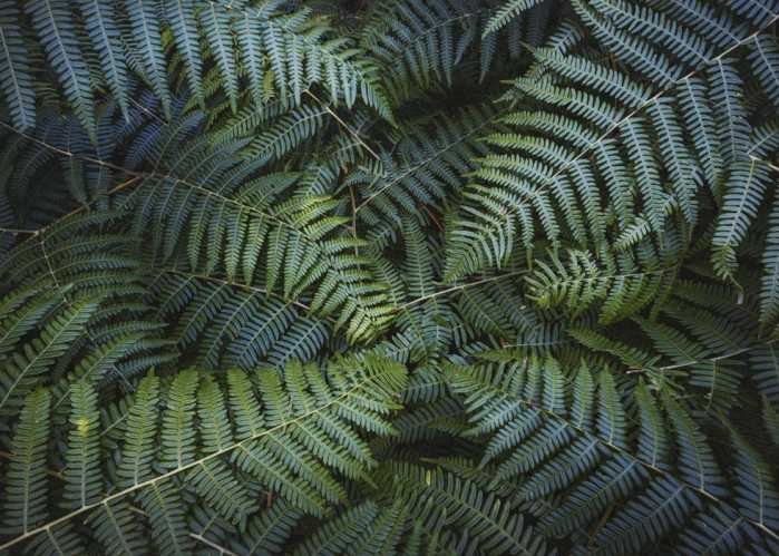 Intissé Standard Fern Canopy