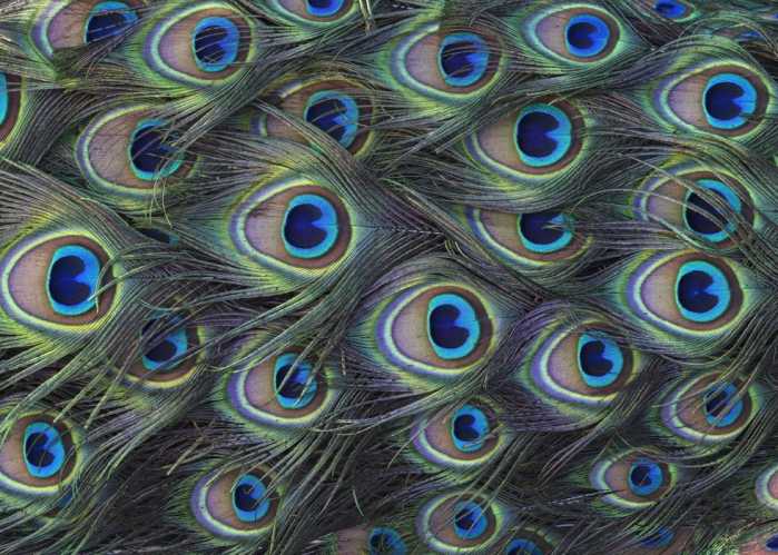Intissé Standard Plumage Detail