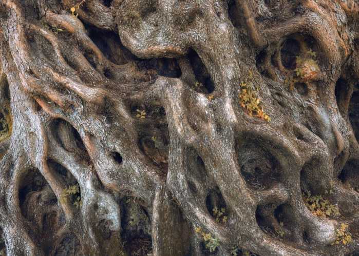 Intissé Standard Swirly Bark