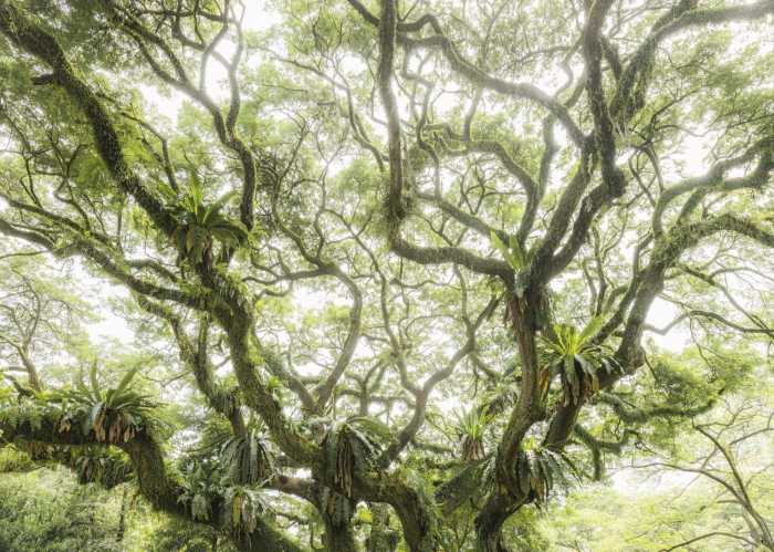 Intissé Standard The Jungletree