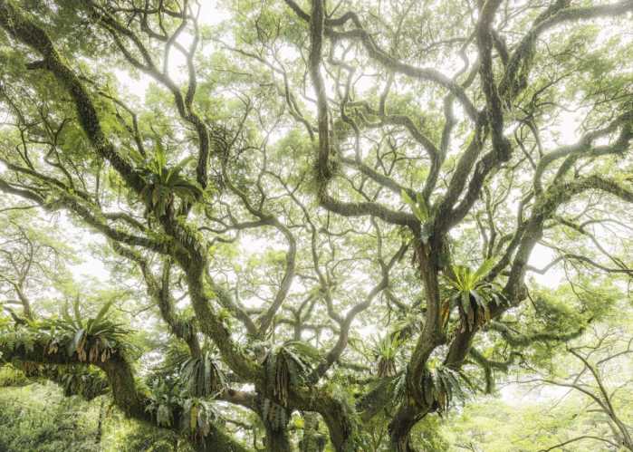 Intissé Standard The Jungletree