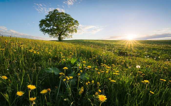 Intissé Standard Frühling auf dem Land