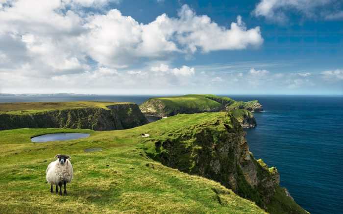 Intissé Standard Green Ireland