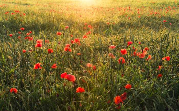 Intissé Standard Poppy World I