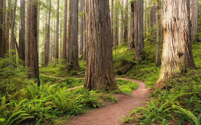 Intissé Standard Redwood Trail