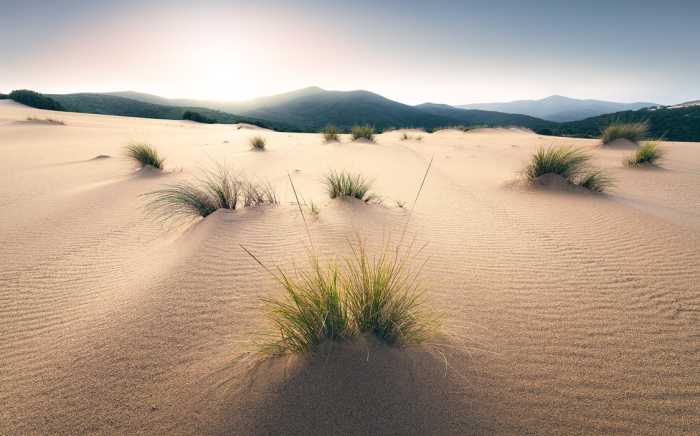 Intissé Standard Vivid Dunes