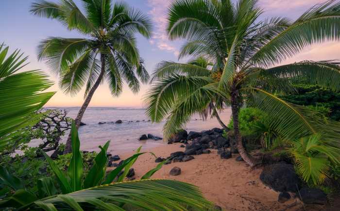 Intissé Standard Hawaiian Dreams 