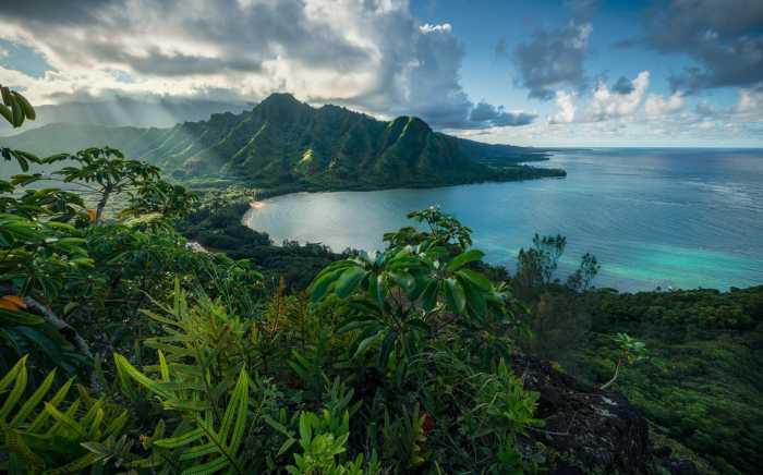Intissé Standard Jurassic Island 