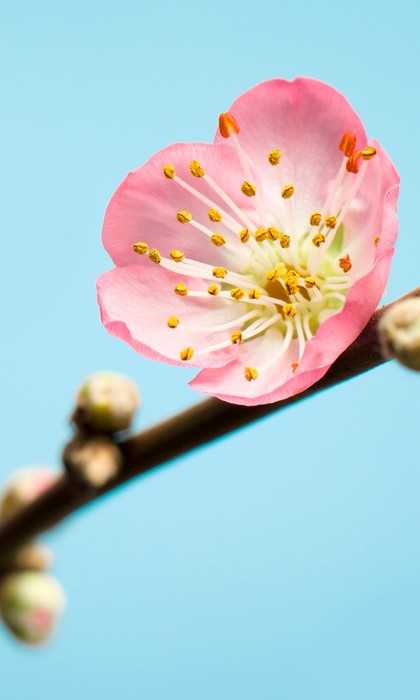 Intissé Standard Peach Blossom