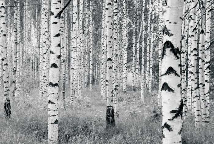 Intissé Standard Woods