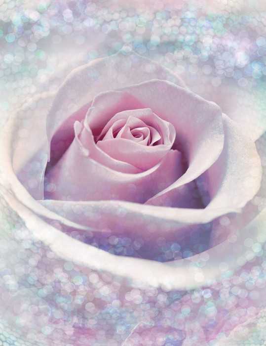 Intissé Standard Delicate Rose